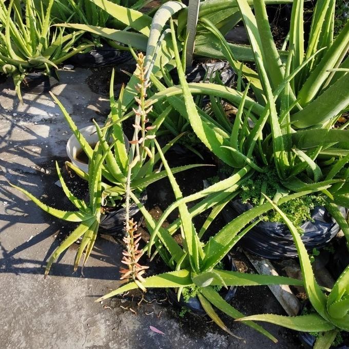 

Terlaris Bibit Tanaman Lidah Buaya Pontianak Non. Pestisida