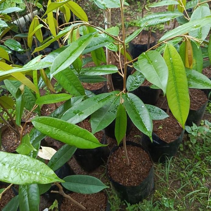 

Terlaris Bibit Durian Musangking Asli Penang