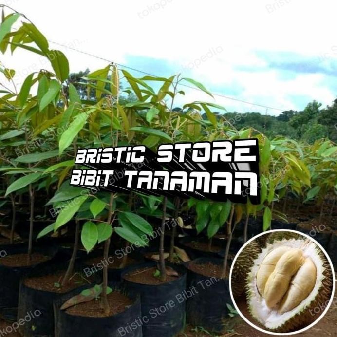 

Terlaris Bibit Durian D24 Super Cepat Berbuah