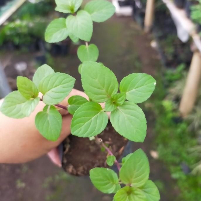 

Terlaris Bibit Tanaman Mint Daun Chocolate/Choco Mint Eeee