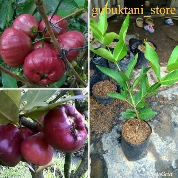 

Terlaris Bibit Jambu Air Black Diamond Hasil Okulasi