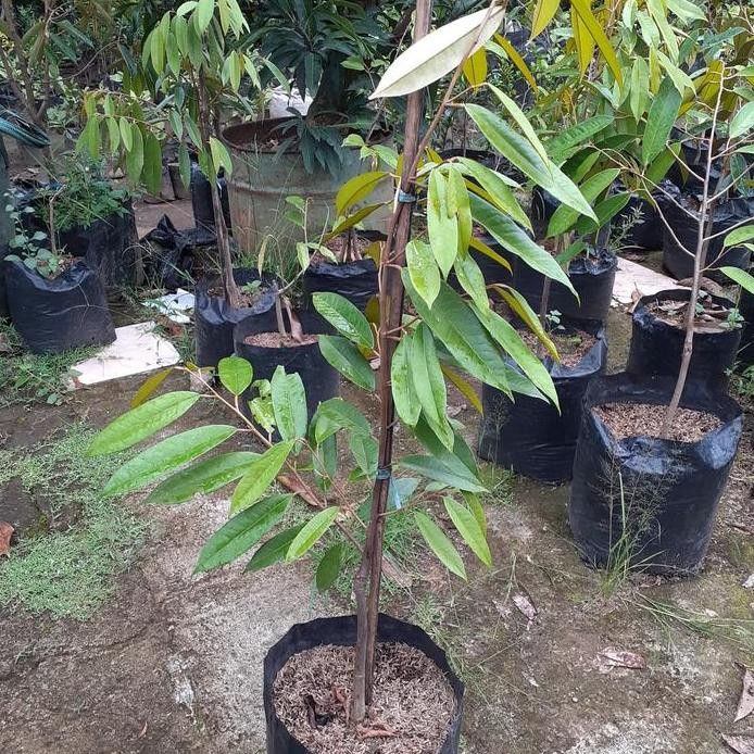 

Terlaris Bibit Durian Musangking Kaki Tunggal Cepat Berbuah