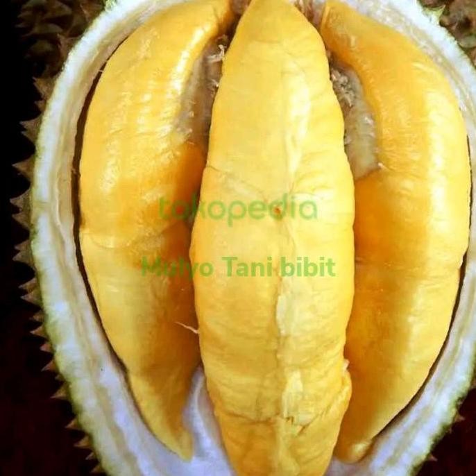 

Terlaris Bibit Tanaman Buah Durian Musang King 1,4 Meter Batang Besar
