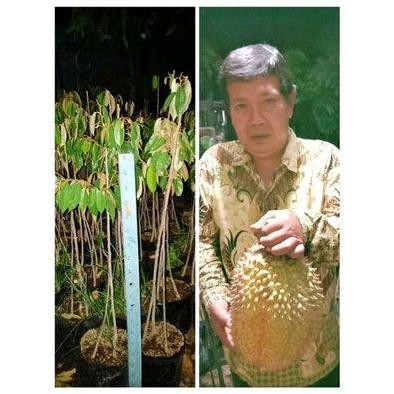 

Terlaris Bibit Durian Bawor Kaki 3