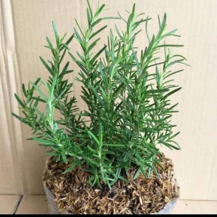 

Terlaris Bibit Tanaman Rosemary (Minyak Kayu Putih) Mkzioq 1892Mr