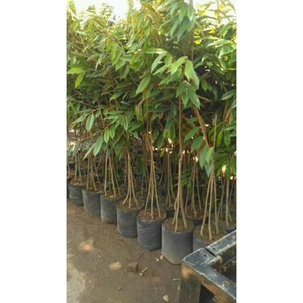 

Terlaris Bibit Tanaaman Buah Durian D24 Asli Malaysia Kaki 3 Jambo