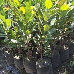 

Terlaris Bibit Tanaman Buah Jambu Mete/Monyet/Mede