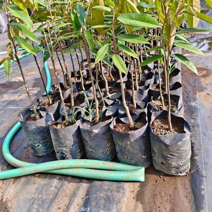 

Terlaris Bibit Durian Musangking