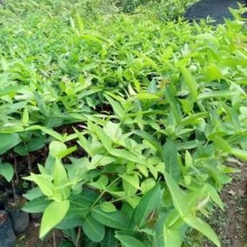 

Terlaris Bibit Jambu Air Dalhari Super - Rasanya Manis - Kualitas Unggul
