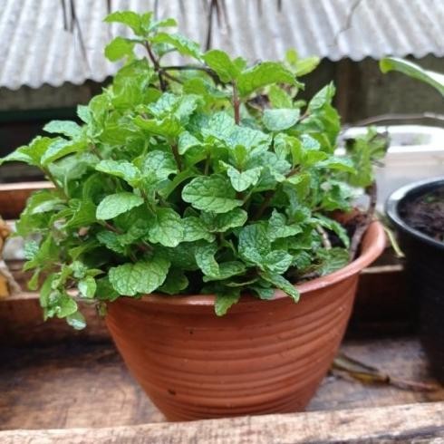 

Terlaris New Bibit Tanaman Daun Mint