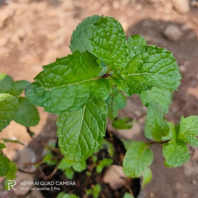 

Terlaris Bibit Tanaman Daun Mint Herbal (Mentha)