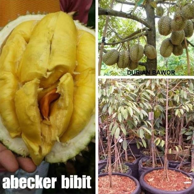 

Terlaris Bibit Durian Bawor Kaki 3
