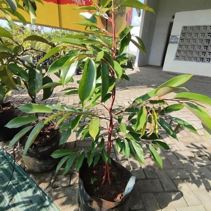 

Terlaris Bibit Durian Tupai King Kaki 3