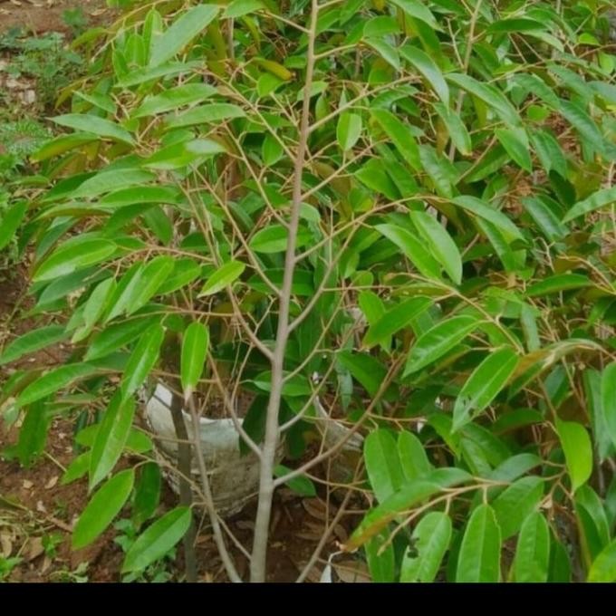 

Terlaris Bibit Durian Hitam Unggul Super 2 Meter / Durian Duri Hitam Unggul