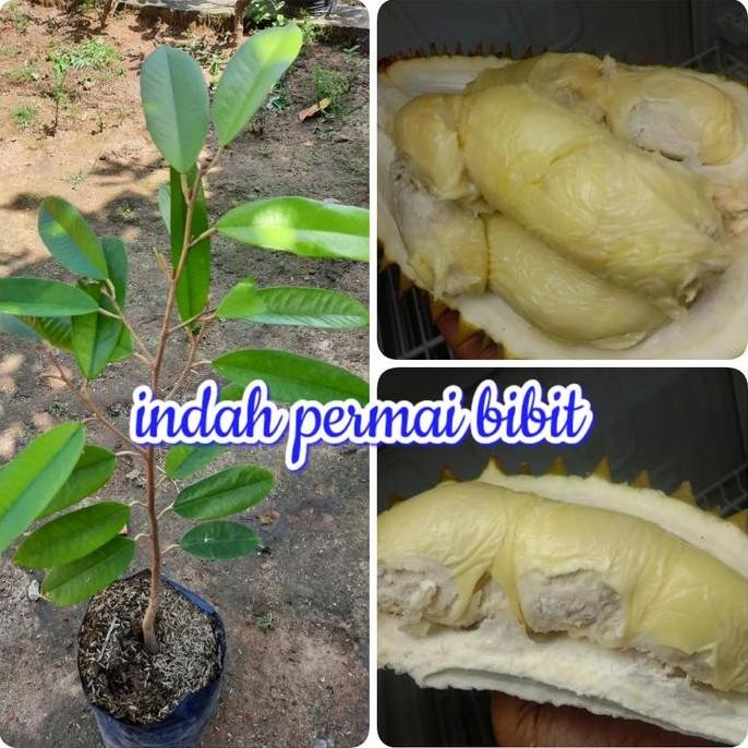

Terlaris Bibit Tanaman Durian Bakul