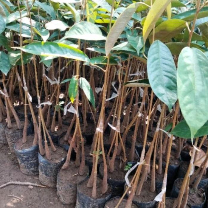 

Terlaris Bibit Durian Musangking Kaki 3 Sedling Beli5 Gratis 1