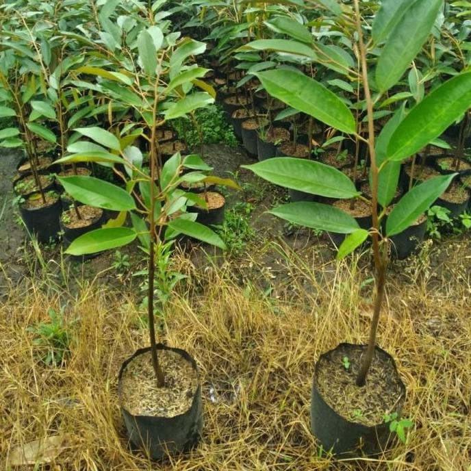 

Terlaris Bibit Durian Unggul Musangking Polibag 16