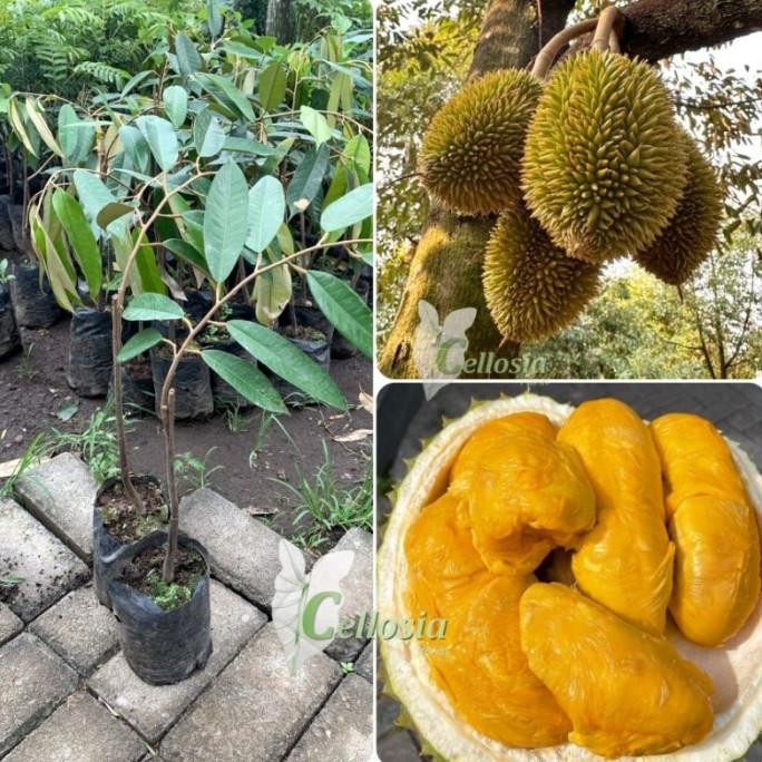 

Terlaris Bibit Tanaman Buah Durian Musang King (Hasil Okulasi)