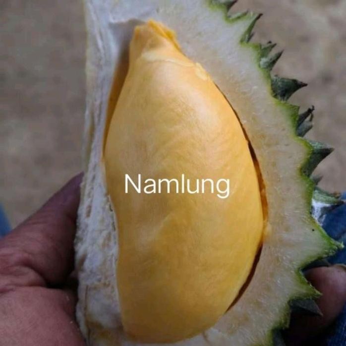 

Terlaris New Bibit Durian Jenis Namlung Super Murah