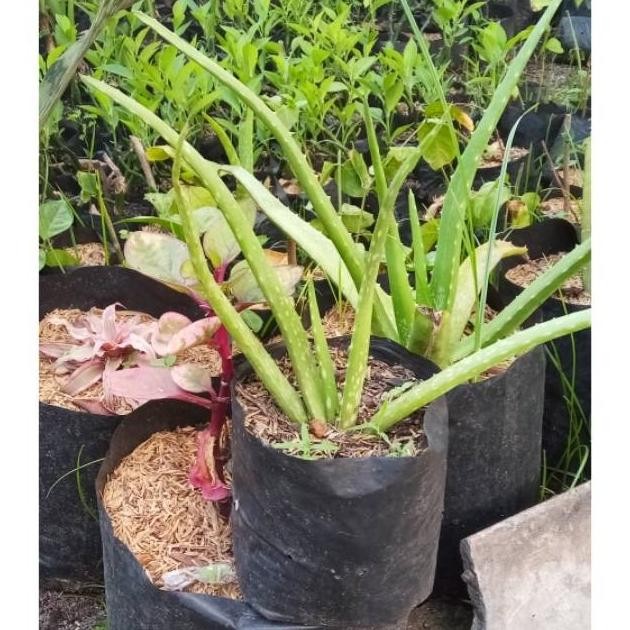 

Terlaris Bibit Tanaman Hias Lidah Buaya Tamaman Pohon Lidah Buaya