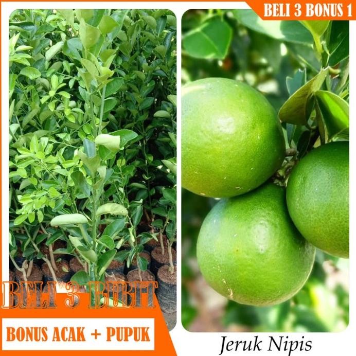 

Terlaris Bibit Tanaman Buahh Jeruk Nipis
