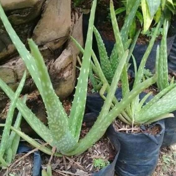 

Terlaris Tanaman Lidah Buaya Aloe Vera Pot Benih Bibit Aloevera Lidahbuaya