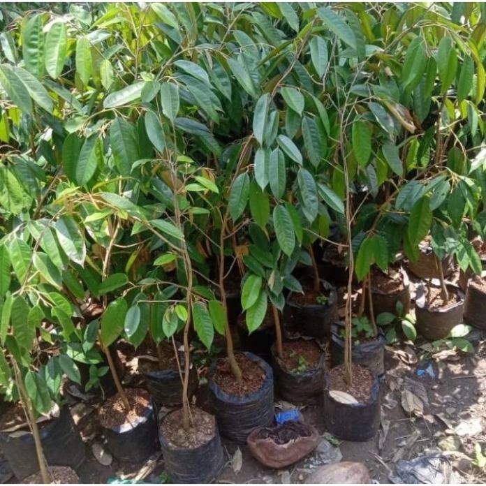 

Terlaris Pohon / Bibit Durian Bawor Super Unggul Cepat Berbuah Tanam Dalam Pot