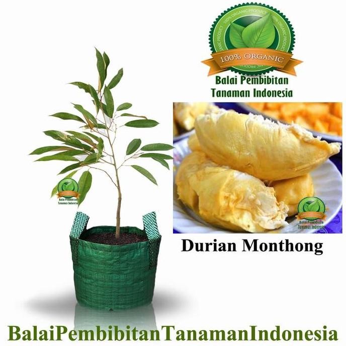 

Terlaris Bibit Durian Monthong / Bibit Buah / Tanaman