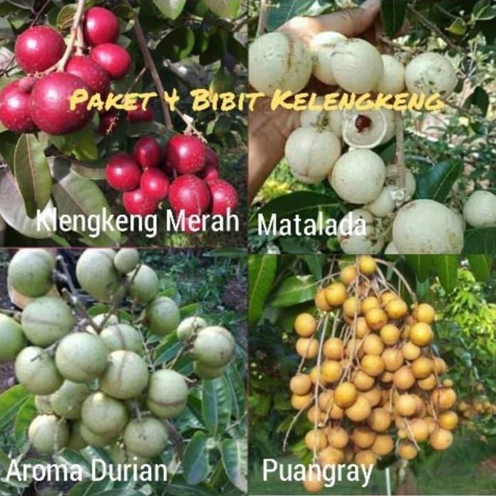 

Terlaris Paket 4 Bibit Kelengkeng Merah - Matalada - Aroma Durian - Puangray