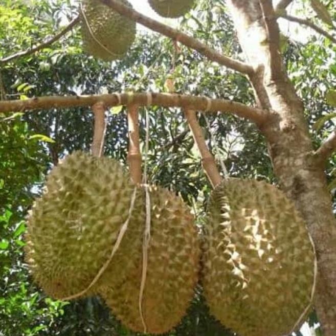 

Terlaris Bibit Durian Bawor Kaki 3