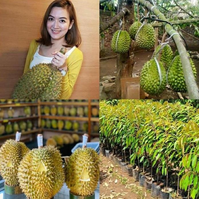 

Terlaris [Jual] Bibit Durian Bawor Tinggi 1 Meter Batang Besar Siap Berbuah