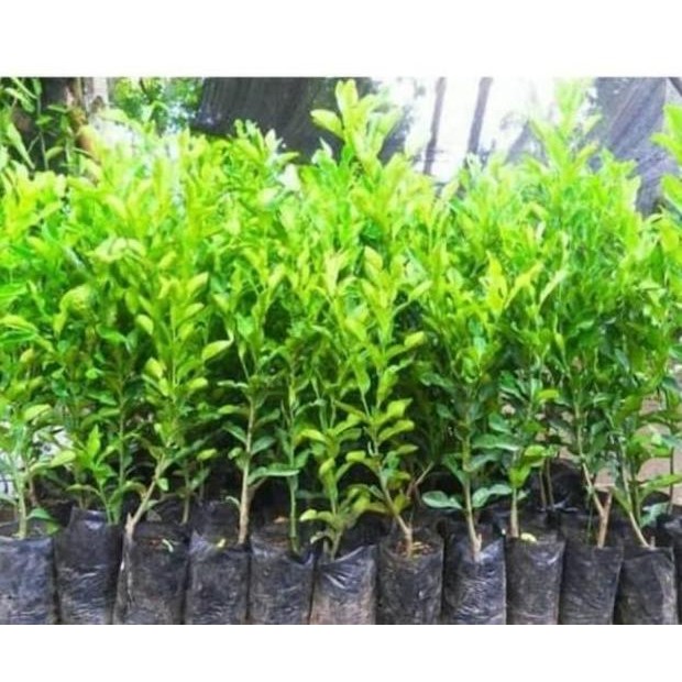 

Terlaris Bibit Jeruk Nipis Jumbo Paling Dicari