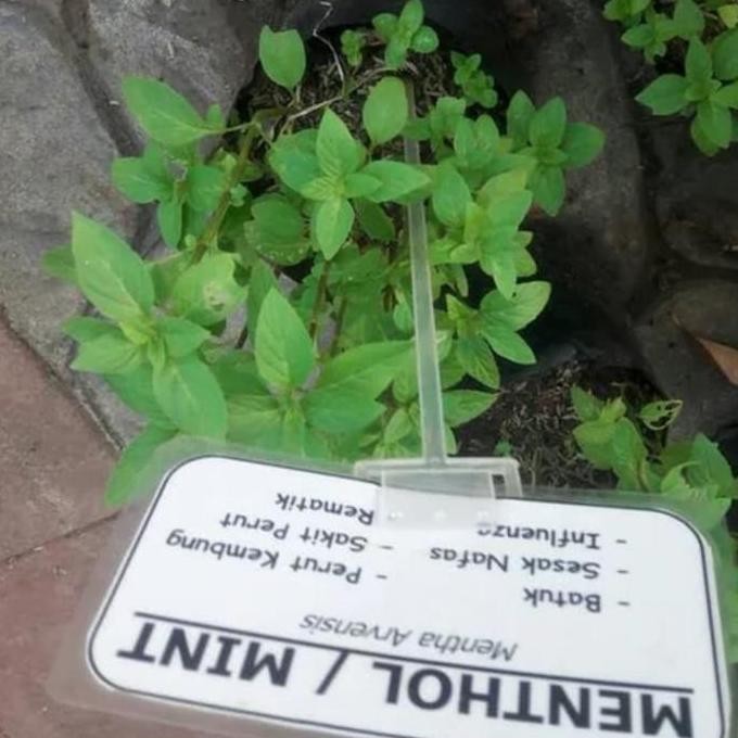 

Terlaris Tanaman Obat Daun Mint Menthol Mentol Minuman Hiasan Min Pohon Bibit