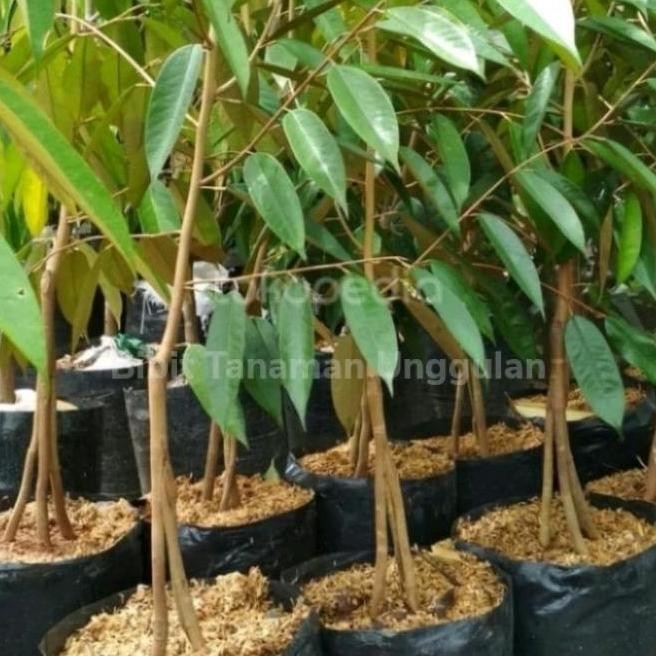 

Terlaris N3W Bibit Durian Musangking Kaki 3 Tiga - Pohon Buah Duren Musang King