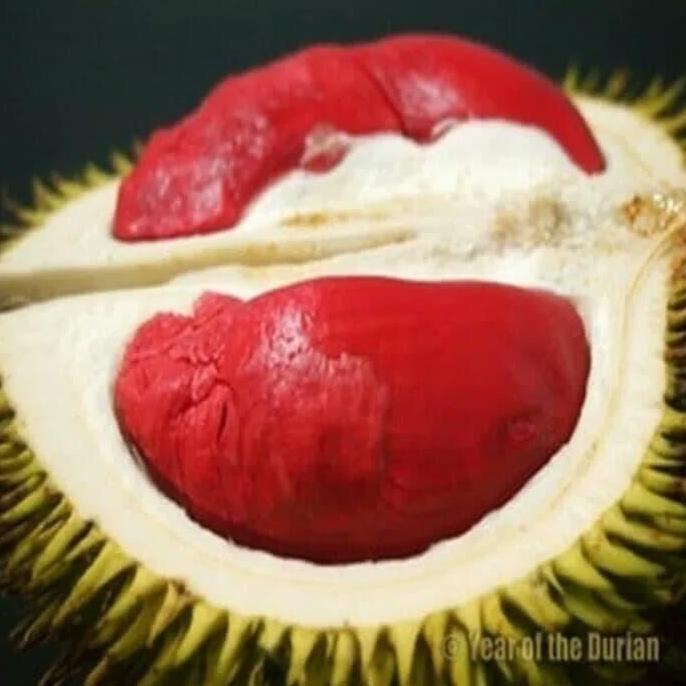 

Terlaris 90 Cm Bibit Buah Durian Merah