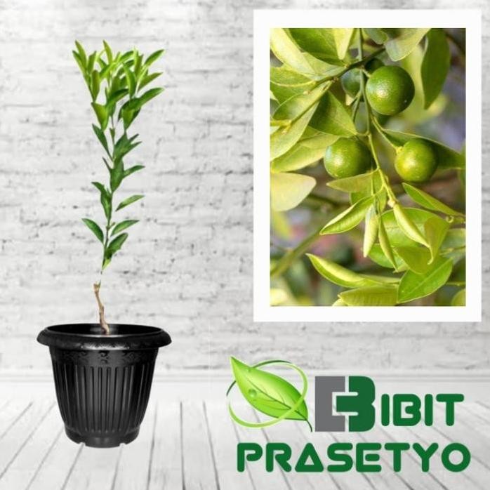 

Terlaris Bibit Jeruk Nipis Jumbo