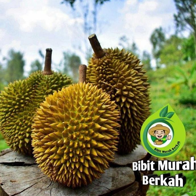 

Terlaris Bibit Durian Musang King