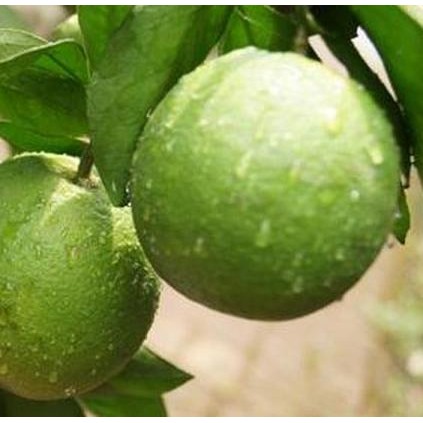 

Terlaris Bibit Jeruk Nipis Jumbo