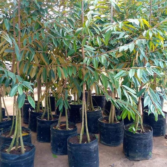 

Terlaris Bibit Durian Musangking Kaki 3 Super Tinggi 2,5Mtr Batang Besar