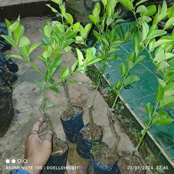 

Terlaris Bibit Jeruk Nipis Kaya Manfaat