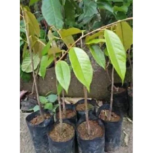 

Terlaris Bibit Pohon Durian Bawor Tunggal Tanaman Buah Duren Bawor Okulasi
