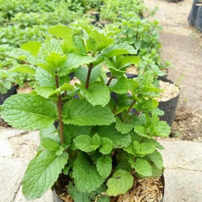 

Terlaris Bibit Daun Mint ( Spearmint ), Promo Beli 5 Bonus 1