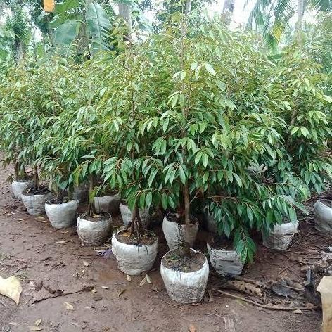

Terlaris Bibit Tanaman Durian Bawor,Duri Hitam,Montong,Musangking Batang Besar