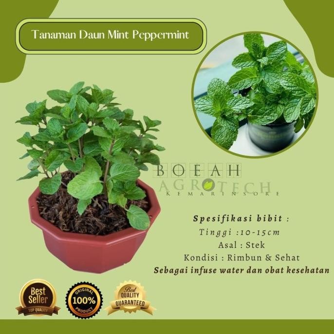 

Terlaris Bibit Tanaman Daun Mint Untuk Infuse Water/Tanaman Daun Mint/ Tanaman