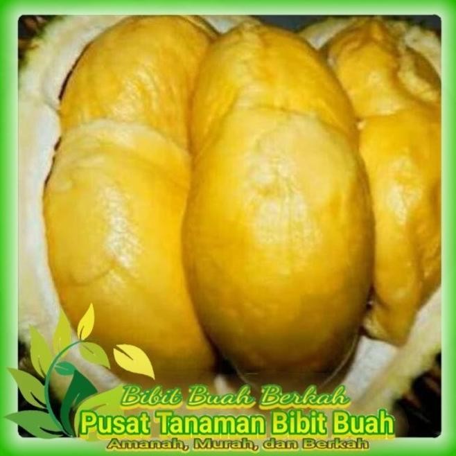 

Terlaris Bibit Durian Musangking Kaki Tunggal Hasil Okulasi