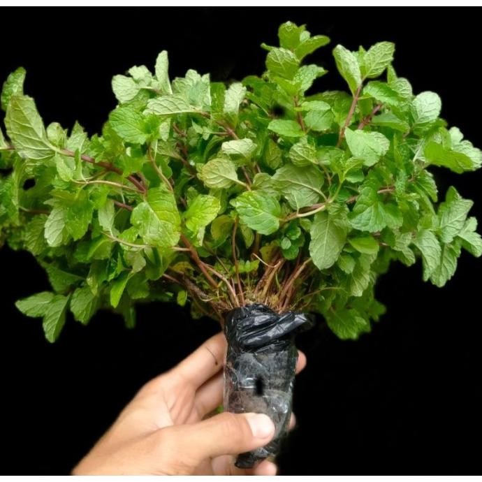 

Terlaris Termurah! Daun Mint Bibit Daun Mint Papermint Segar Mentha Tanaman Herbal (Mint)