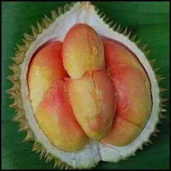 

Terlaris Terlaris// Bibit Durian Pelangi Atururi (Manokwari) 60 Cm - 80 Cm