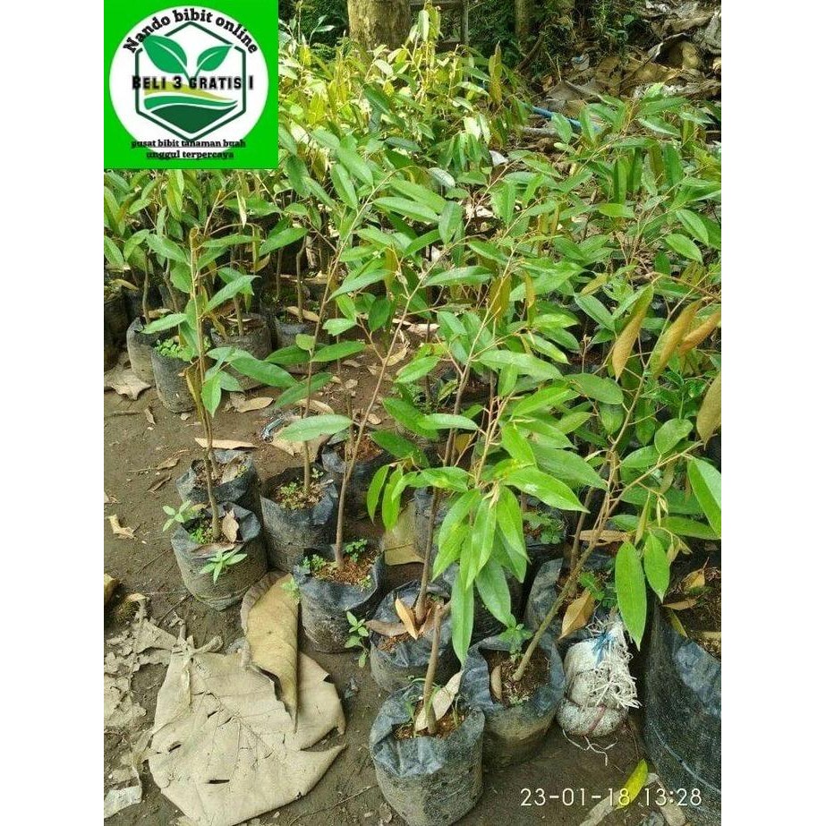 

Terlaris Paket 3 Bibit Tanaman Buah Durian Montong