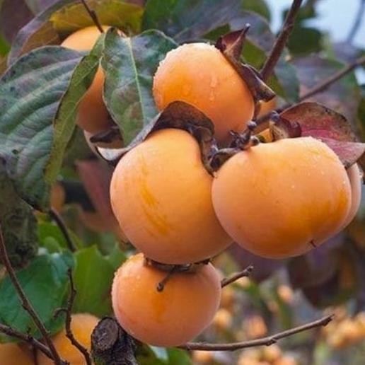 Bibit Tanaman Buah Kesemek Persimon Import