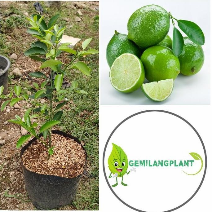 

Terlaris Bibit Pohon Tanaman Jeruk Nipis - Buah Jeruk Nipis - Jeruk Nipis